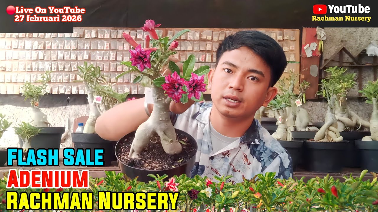 🔴 Live Flash Sale Adenium Bunga Tumpuk Dan Karakter (27 Februari 2026)#rachmannursery #adenium