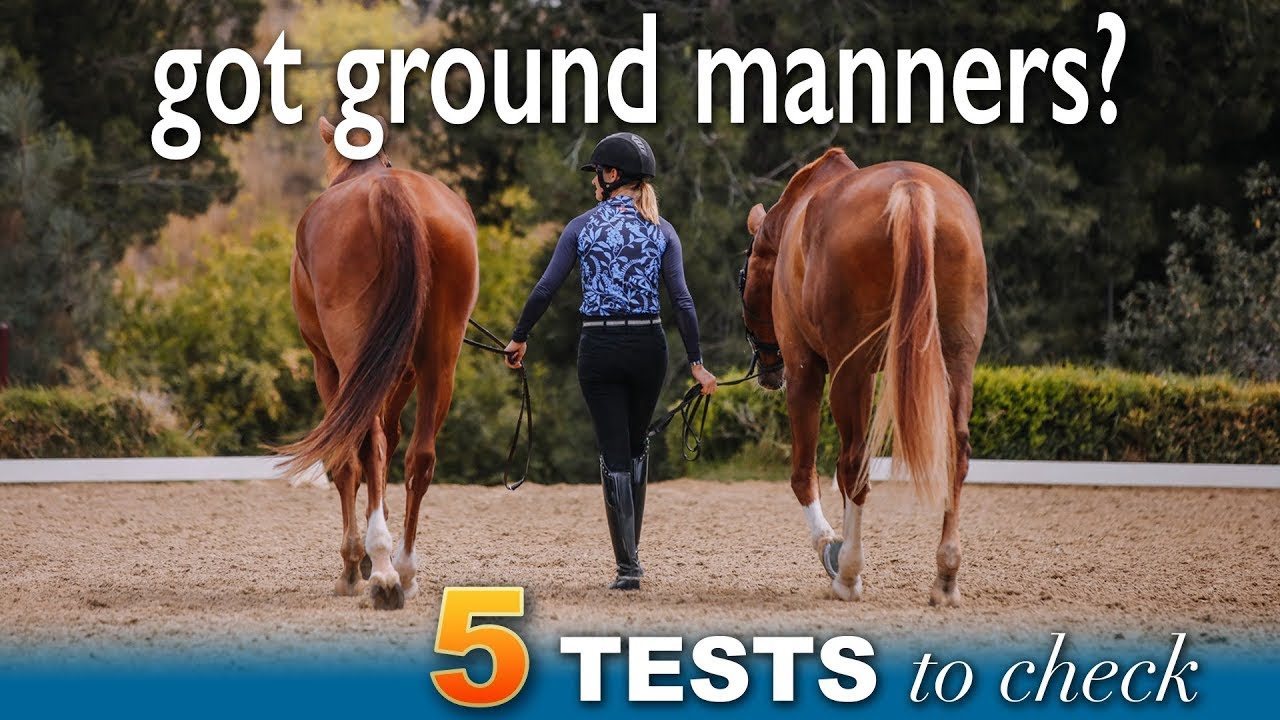 ground-manners-improve-your-horse-s-reactions-on-the-ground-youtube