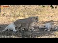 Кай, ну будь ты человеком, помоги Чебурахе 😂 Львы. Тайган. Lions life in Taigan.