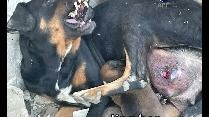 This dog mom was tortured with no mercy!