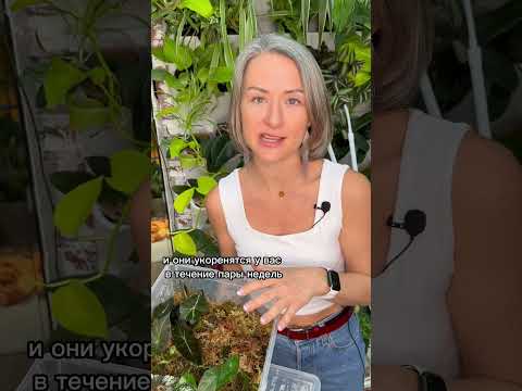 МОХ СФАГНУМ / зачем он цветоводам? Подробное видео смотрите на моем канале ♥️