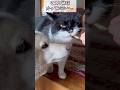 ニボシの食べ方を、犬に教える猫😼✨#shorts #cat #猫 #犬