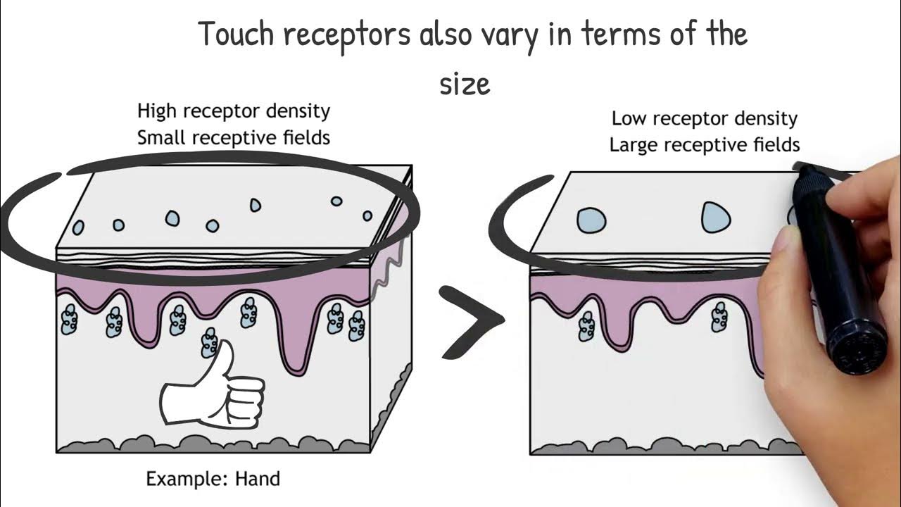 Touch Receptors Explained Animated Neuroscience YouTube