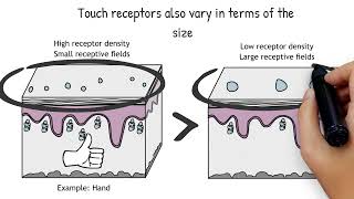 Touch Receptors Explained - Animated Neuroscience
