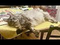 🔉Big News and a Cat with Extra Toe Beans 😲 MaineCoonCapers 