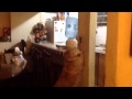 Sharing Baileys the golden retriever can turn light off and on (video) Love