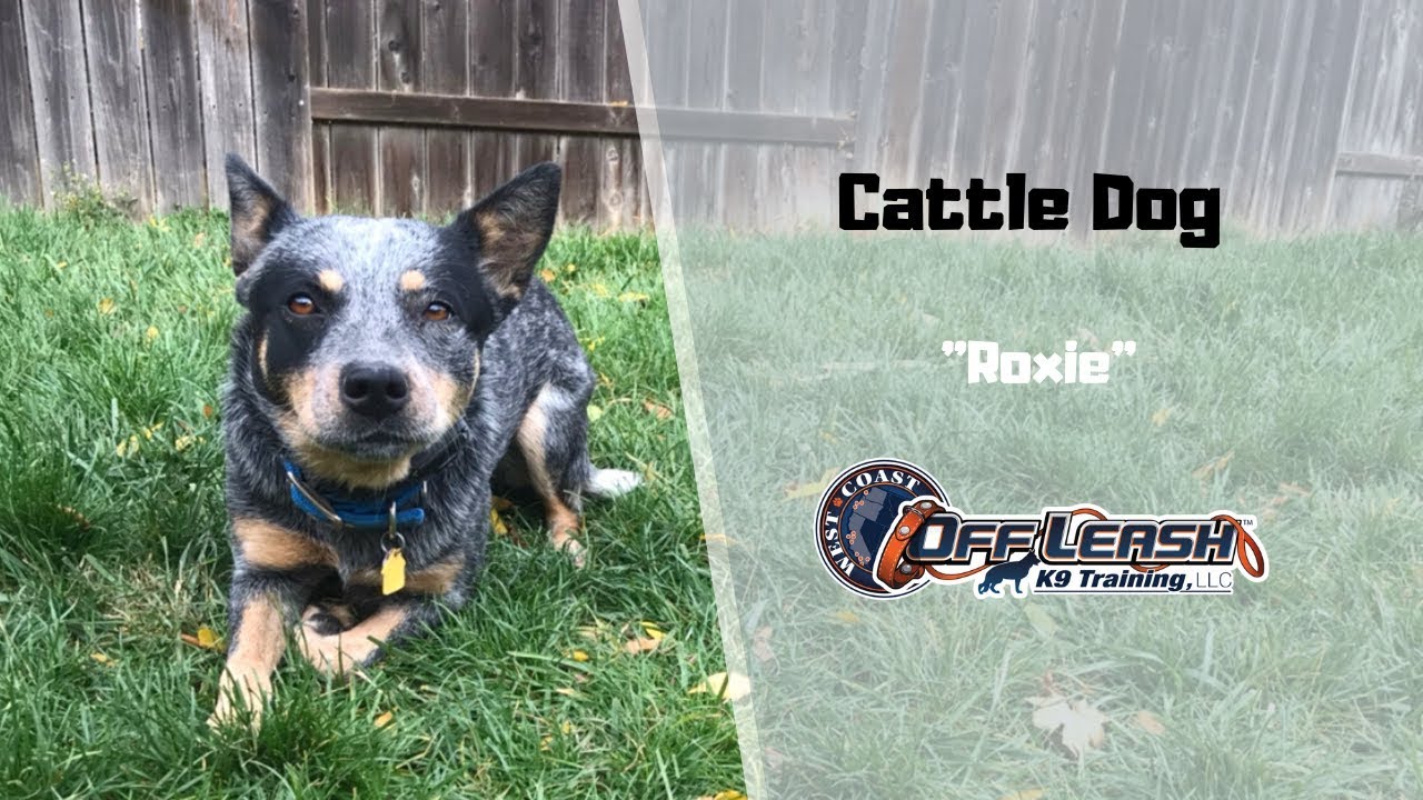CATTLE DOG / DOG TRAINING YouTube