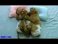 Lovely Mom Take Care 3 Baby Monkey Sleep With Beautiful Pillows