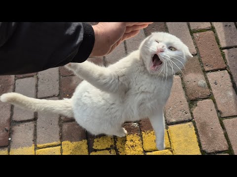 The Angriest white cat in the world — Psychotic, Angry, and incredibly cute all at the same time.