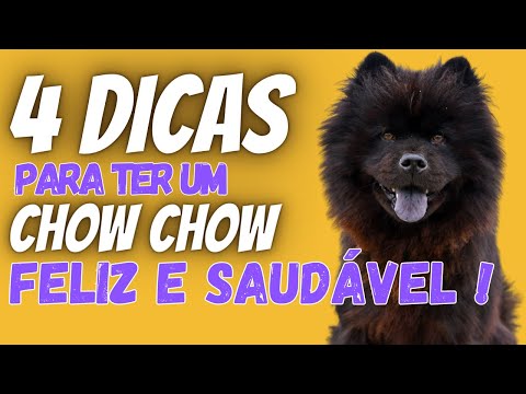 Vídeo: Escolhendo o melhor suplemento comum para um Chow Chow - 6 coisas que você deve saber