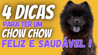 Quatro dicas para ter um chow chow feliz e saudável