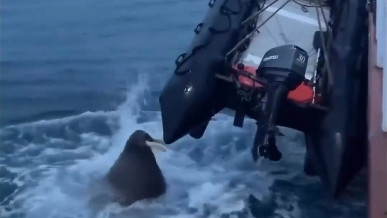 Walrus Attack Raft Walrus ATTACKS Boat!! #PatGeo - YouTube