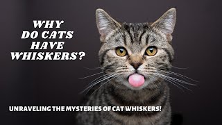 Why Do Cats Have Whiskers? Unraveling the Mysteries of Cat Whiskers! by Cats Globe 170 views 1 month ago 2 minutes, 44 seconds