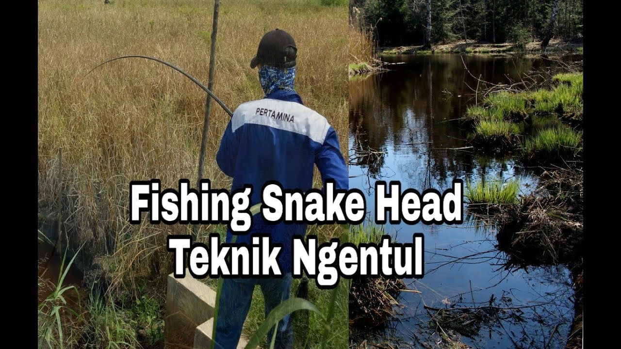 Mancing Ikan Gabus pake Teknik Ngentul, Umpan Kodok hidup | Fishing