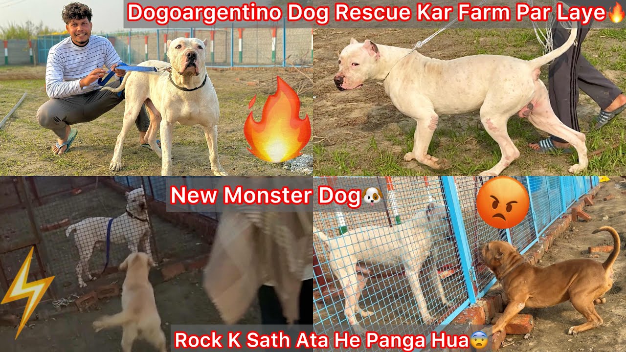 Finally New Monster Dog Ki Entry Hogye Farm Par🐶Dogoargentino🔥New Dog Ka Ata He Panga Hua Rock Se😨