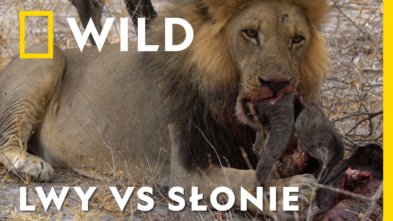 To jedyne drapieżniki, które potrafią zabić największe zwierzęta lądowe na świecie | Zabójcze safari