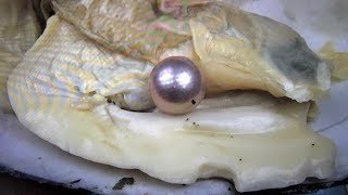 GIANT REAL EDISON PEARL FOUND.. LARGEST EVER ON FUN HOUSE TV