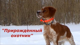 Бретонский эпаньоль - прирожденный охотник!