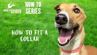 GAPNSW How To Series  - Fitting A Collar by Greyhounds As Pets 53 views 7 months ago 1 minute, 24 seconds