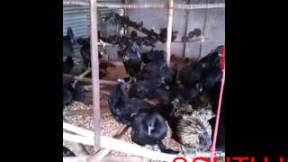 poultry farms in kerala call 8137918884