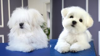 MALTESE PUPPY, FIRST GROOMING WITH SCISSOR ✂❤ cuteness guaranteed!