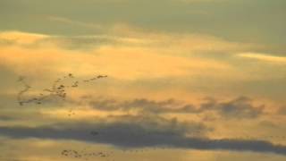migratory birds flying formation 1
