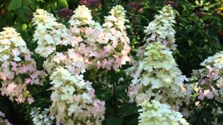 Hydrangea paniculata 'Burgundy Lace' video