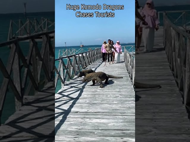 Huge Komodo Dragons Chases Tourists class=