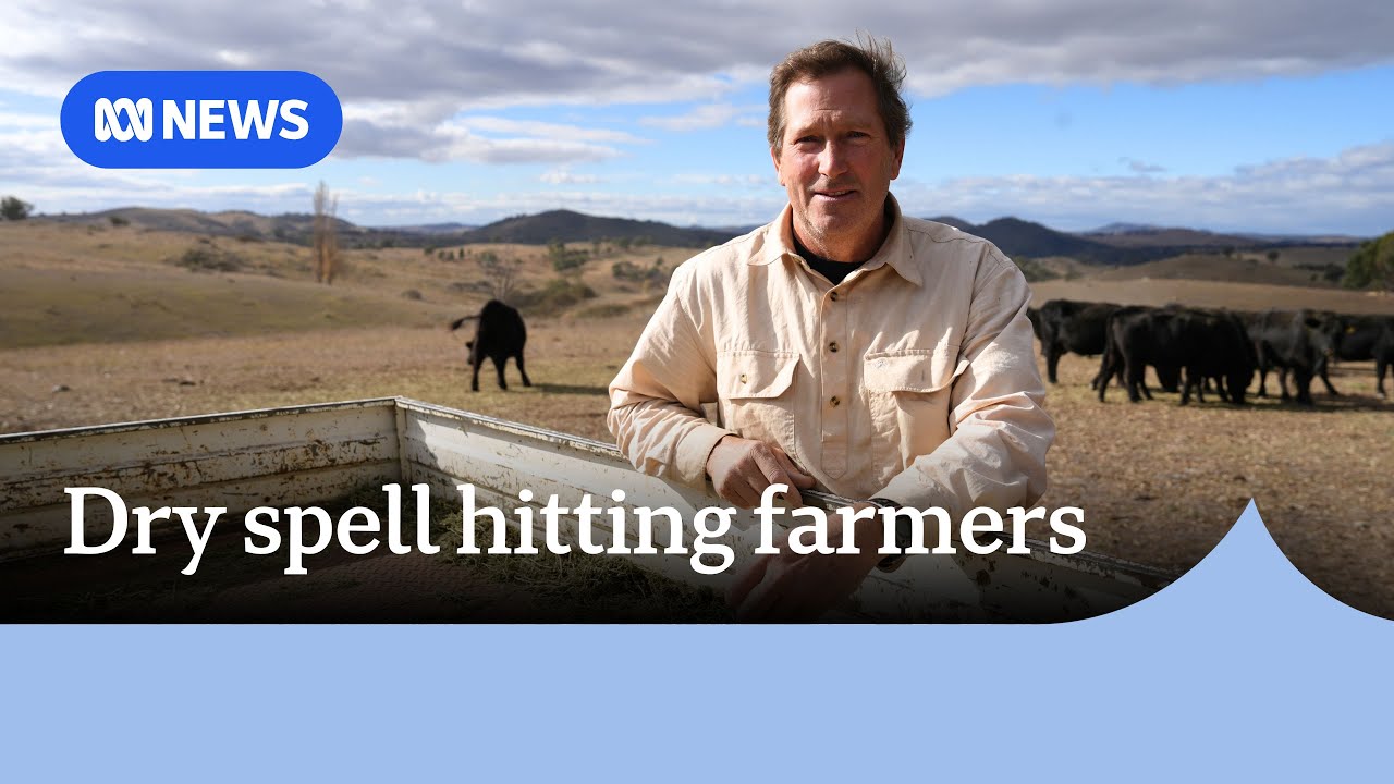 Farmers in the ACT region struggle with dry conditions | ABC NEWS - YouTube