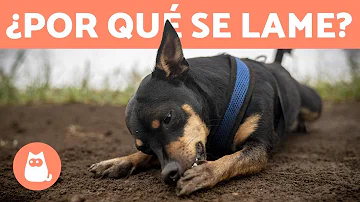 ¿Por qué mi perro se lame constantemente la pata?