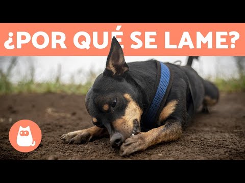 Video: ¿Qué puedes poner en las patas de un perro para evitar que se lama?