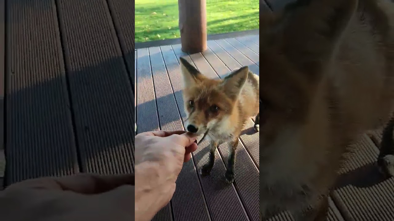 The missing one has returned2🦊 