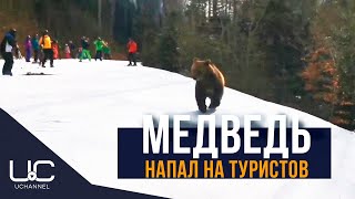 ЛЫЖНИК ОТВЛЕК МЕДВЕДЯ, ЧТОБЫ СПАСТИ ТУРИСТОВ | ПРЕДЯЛ