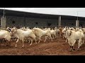 Rehan Goat Farm Nashik | Biggest Andul Goats.