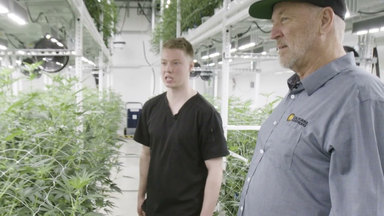 Pure Source Installing MegaDrive Lighting System - Case Study