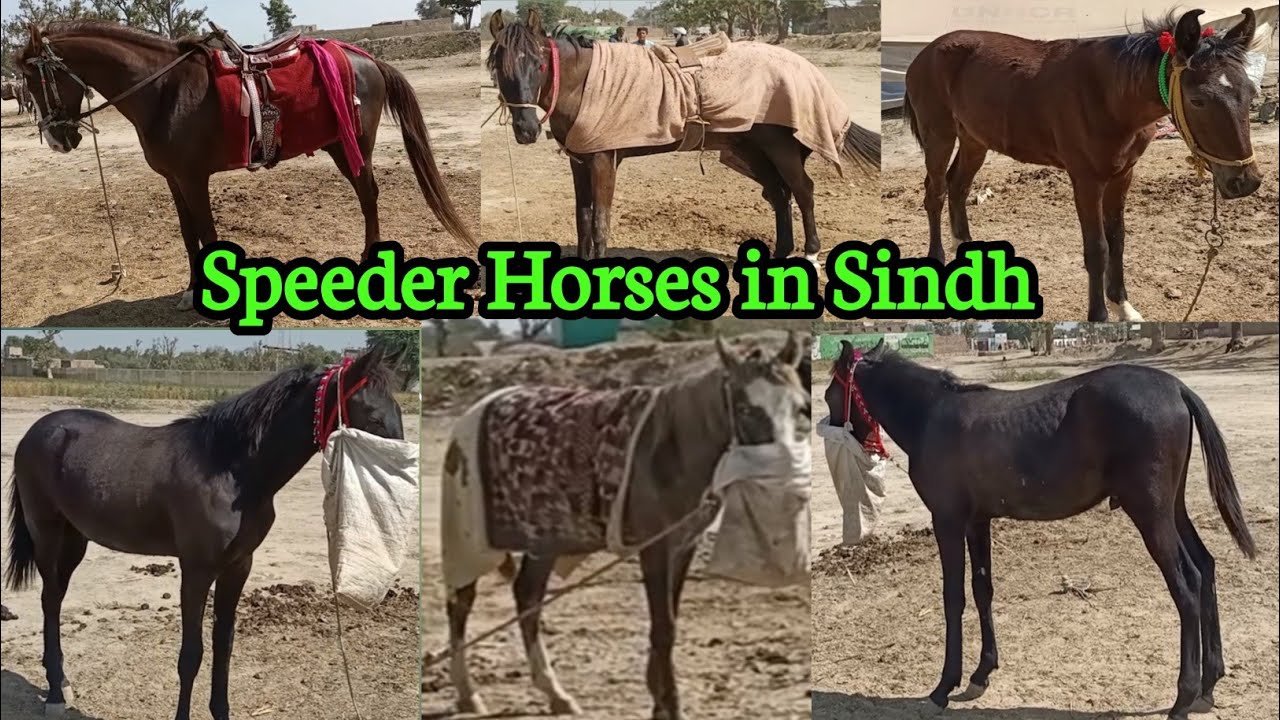Balochi Horse prices in Sindh