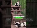 Pandas sendo pandas 🐼💀#curiosidades #animais #panda