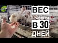 Бройлеры вес в месяц