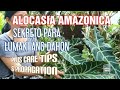TIPS SA PAGPAPARAMI AT  PAG-AALAGA NG ALOCASIA AMAZONICA / How To Propagate Alocasia Amazonica