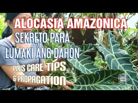 Video: Paano mo palaguin ang Colocasia gigantea?