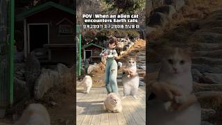 Dancing With My Cat Friends고양이친구들이랑 댄스댄스