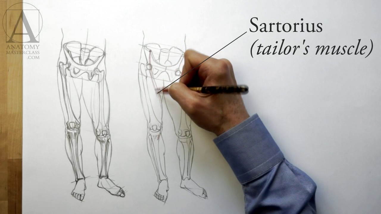 Anatomy of the Leg - Anatomy Master Class for figurative artists - YouTube