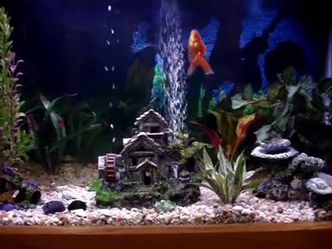 45 Gallon Goldfish Aquarium - Fantails, Red Cap Oranda - Youtube