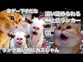 カスだったラブライブ上位ランカー【猫ミーム】 #猫マニ #猫ミーム