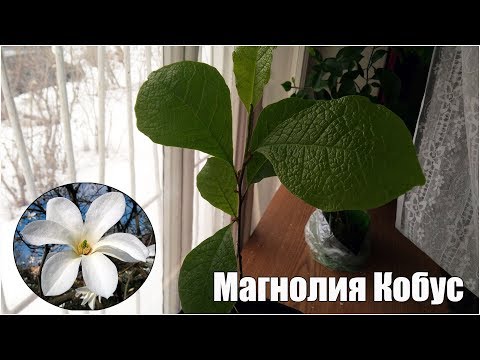 Магнолия Кобус - размножение семенами - стратификация и посадка