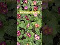 घर पर लगाएं Prrimula का पौधा#shorts #primrose #primula#gardening