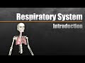 Intro to the respiratory system