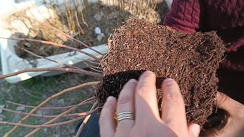 #Հապալասի վերատնկման մի քանի գաղտնիքներ։  #Blueberries #голубика .