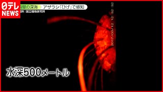 【キタゾウアザラシ】光届かない深海で  “ひげ”使い捕食