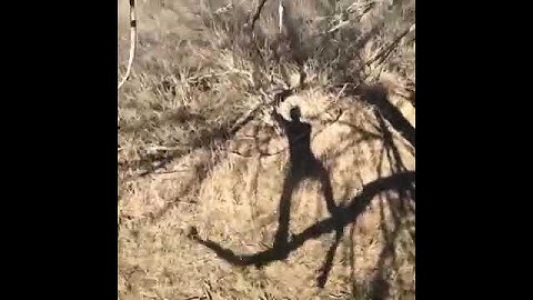 Funny guy singing when tree branch falls!